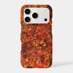 Fall Leaves