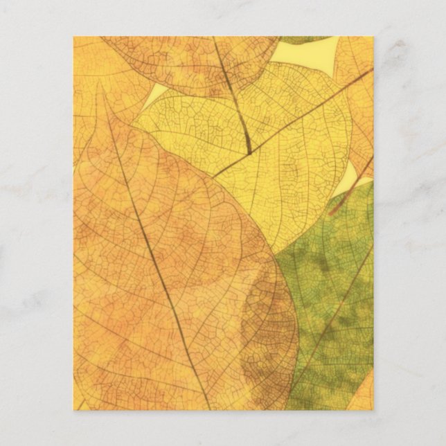 Fall leaves (Front)