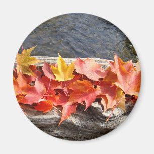 Fall Leaves art magnet ts Colourful Autumn Leaves