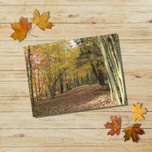Fall Leaves Autumn Foliage Photo Holiday Postcard