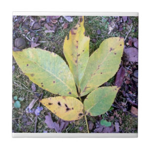 Fall Leaves Ceramic Tile
