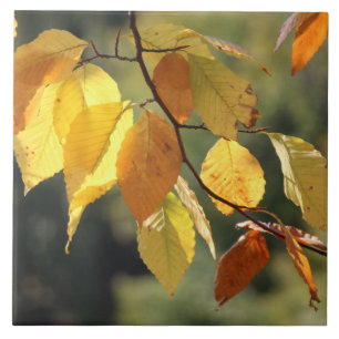 Fall Leaves Foliage Ceramic Tile