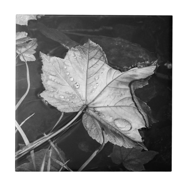 Fall Leaves in a Pond Black and White Tile (Front)