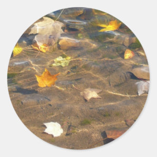 Fall Leaves in Pond Water Nature Photography Classic Round Sticker
