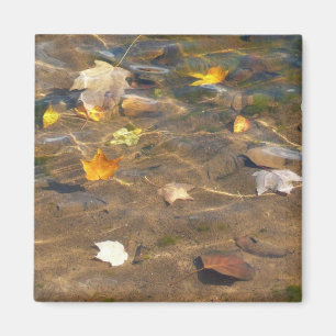 Fall Leaves in Pond Water Nature Photography Magnet