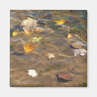 Fall Leaves in Pond Water Nature Photography Magnet
