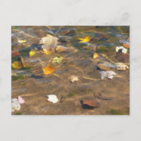 Fall Leaves in Pond Water Nature Photography