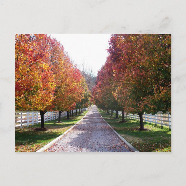 Fall Leaves in Virginia Post Card Glen Allen VA (Front)