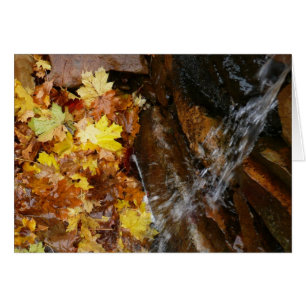 Fall Leaves in Waterfall III Autumn Nature