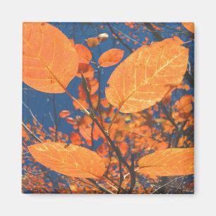 Fall Leaves Magnet