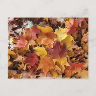 Fall Leaves Piling Up Postcard