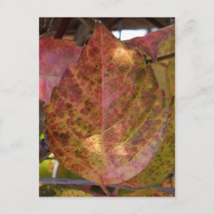 Fall Leaves postcard