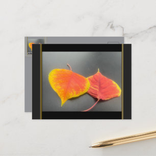 Fall Leaves Postcard