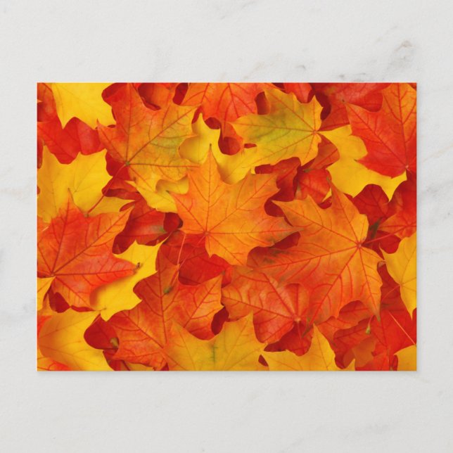 Fall Leaves Postcard (Front)