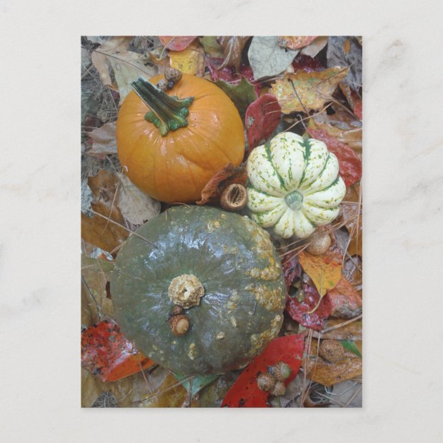 Fall leaves Pumpkins and Gourds Postcard (Front)