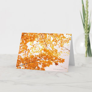 Fall Leaves Reflection Card