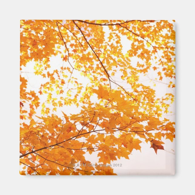 Fall Leaves Reflection Magnet (Front)