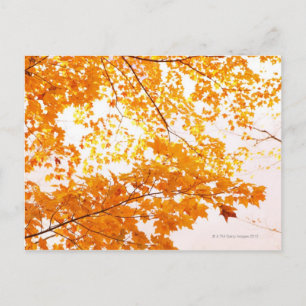 Fall Leaves Reflection Postcard