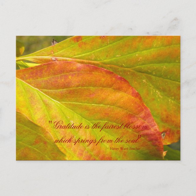 Fall Leaves Thank You Postcard (Front)