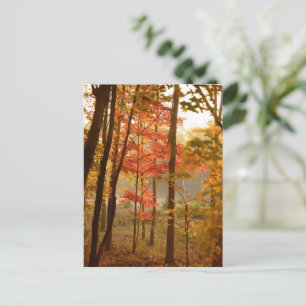 Fall Leaves Trees Holiday Postcard
