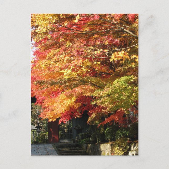 Fall lined street, Nikko, Japan Postcard (Front)