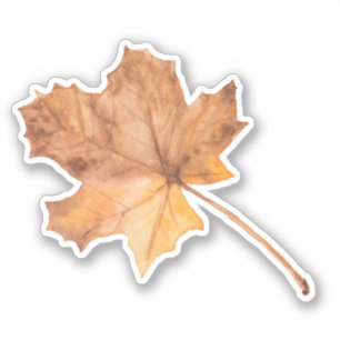 Fall Maple Leaf Vinyl cut Sticker