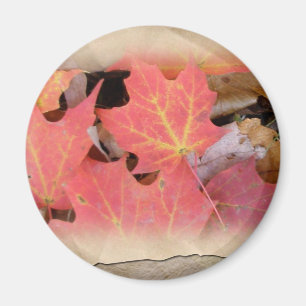 Fall Maple Leaves Coordinating Items Magnet