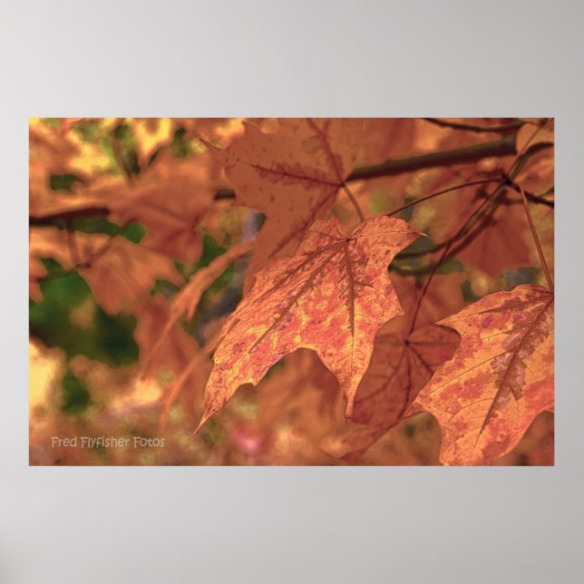 Fall Maple Leaves HDR Poster (Front)