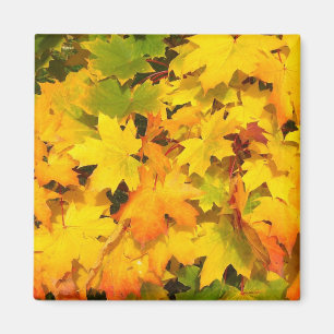 Fall Maple Leaves with Autumn Colours Magnet