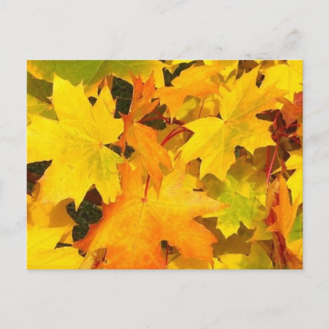 Fall Maple Leaves with Autumn Colours Postcard (Front)