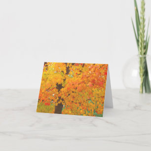 Fall Maple Tree Pioneers Park Card 6