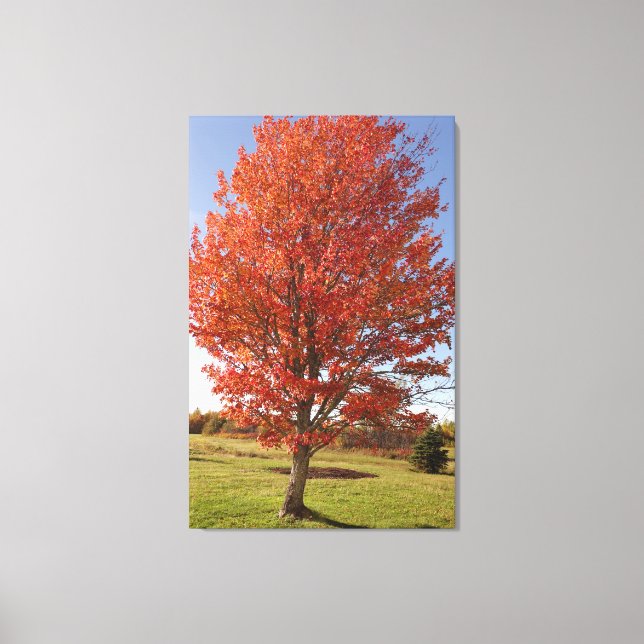 Fall maple tree with burning red leaves canvas print (Front)
