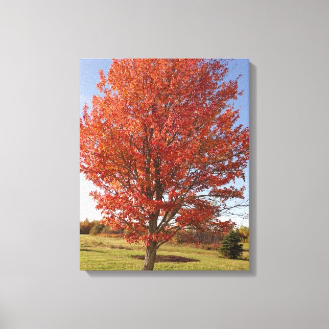 Fall maple tree with burning red leaves canvas print (Front)