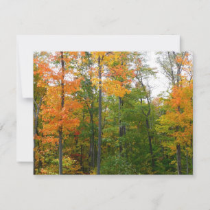 Fall Maple Trees Autumn Nature Photography