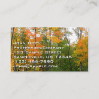 Fall Maple Trees Autumn Nature Photography