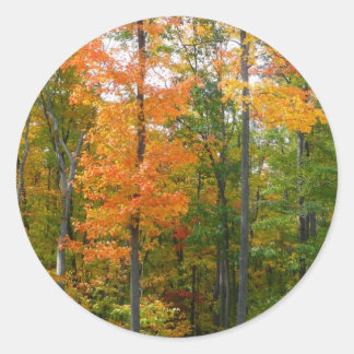 Fall Maple Trees Autumn Nature Photography Classic Round Sticker