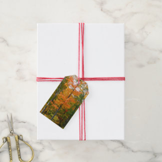 Fall Maple Trees Autumn Nature Photography Gift Tags