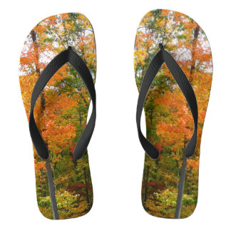 Fall Maple Trees Autumn Nature Photography Jandals