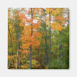 Fall Maple Trees Autumn Nature Photography Magnet