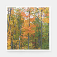 Fall Maple Trees Autumn Nature Photography