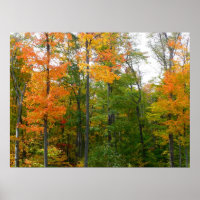 Fall Maple Trees Autumn Nature Photography
