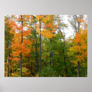 Fall Maple Trees Autumn Nature Photography Poster