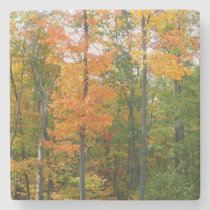 Fall Maple Trees Autumn Nature Photography Stone Coaster