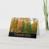 Fall Maple Trees Autumn Nature Photography