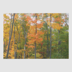 Fall Maple Trees Autumn Nature Photography Tissue Paper