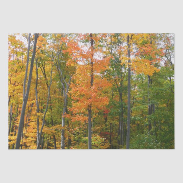 Fall Maple Trees Autumn Nature Photography Tissue Paper (Front)