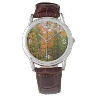 Fall Maple Trees Autumn Nature Photography Watch