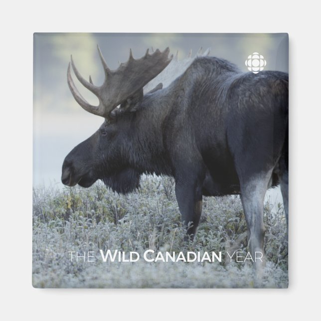 Fall - Moose Magnet (Front)