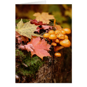 Fall Orange Mushrooms Note Card
