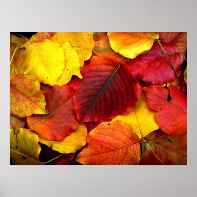 Fall Pear Leaves Poster (Front)